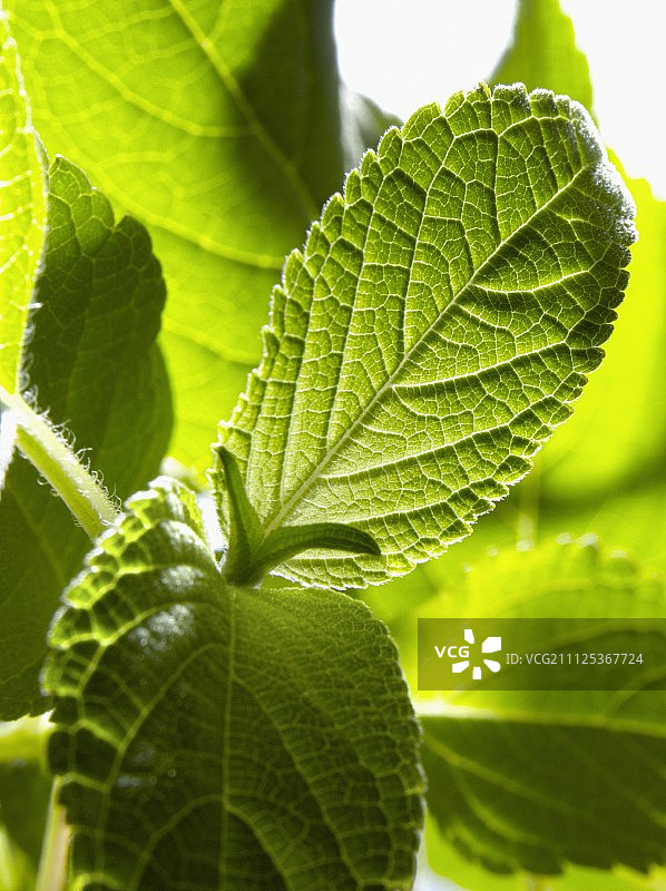 凤梨鼠尾草图片素材