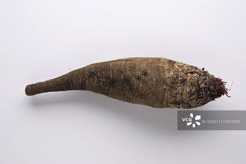 Crapaudine 甜菜根图片素材