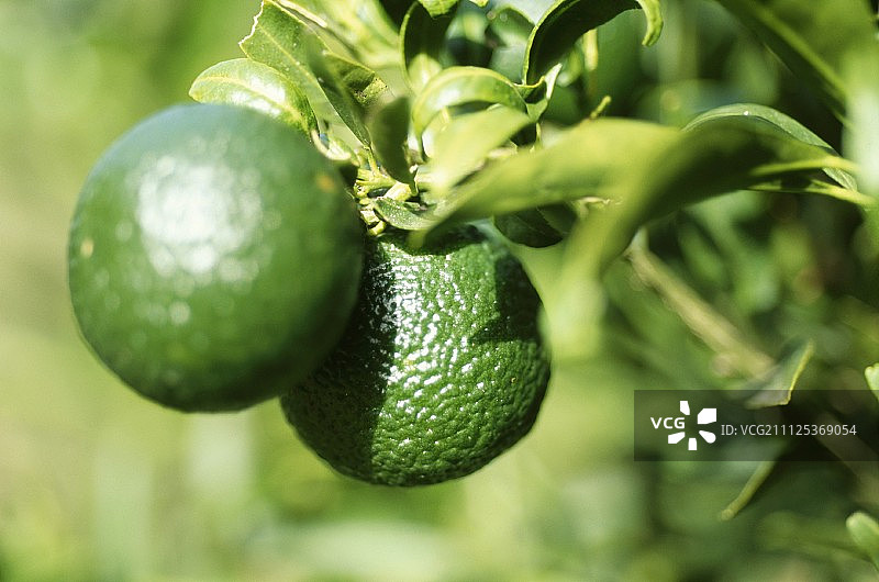 树上的青柠图片素材