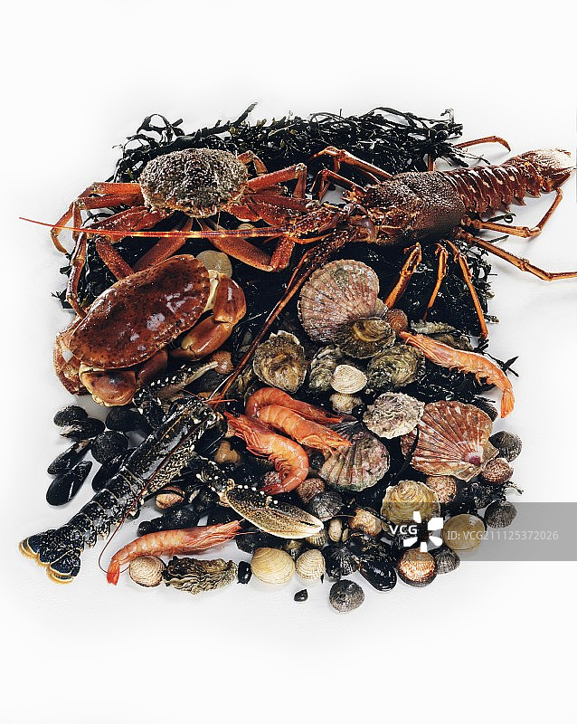 什锦海鲜贝类图片素材