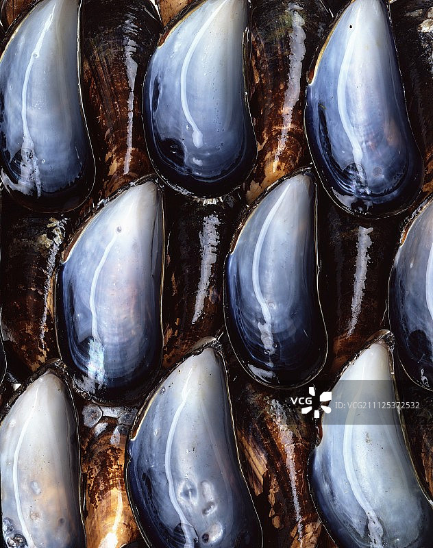 贻贝壳图片素材