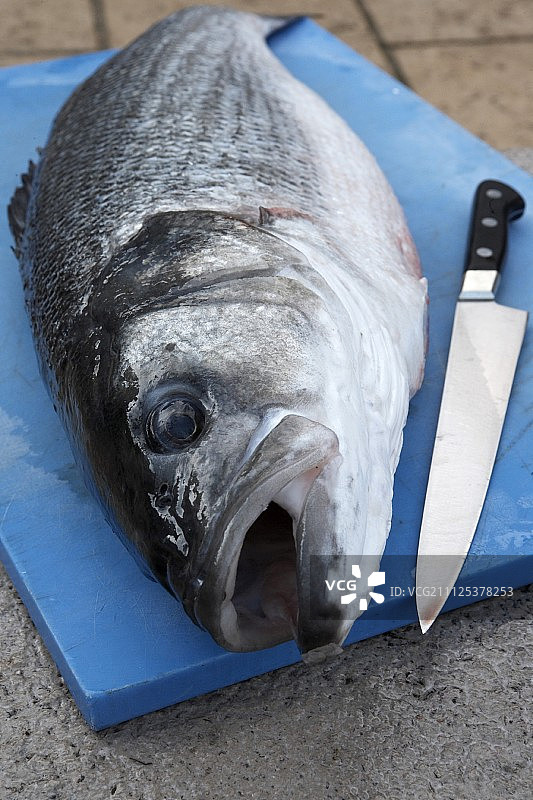 完整的新鲜海鲈鱼图片素材