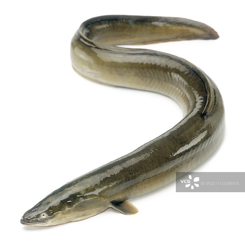 康吉鳗图片素材