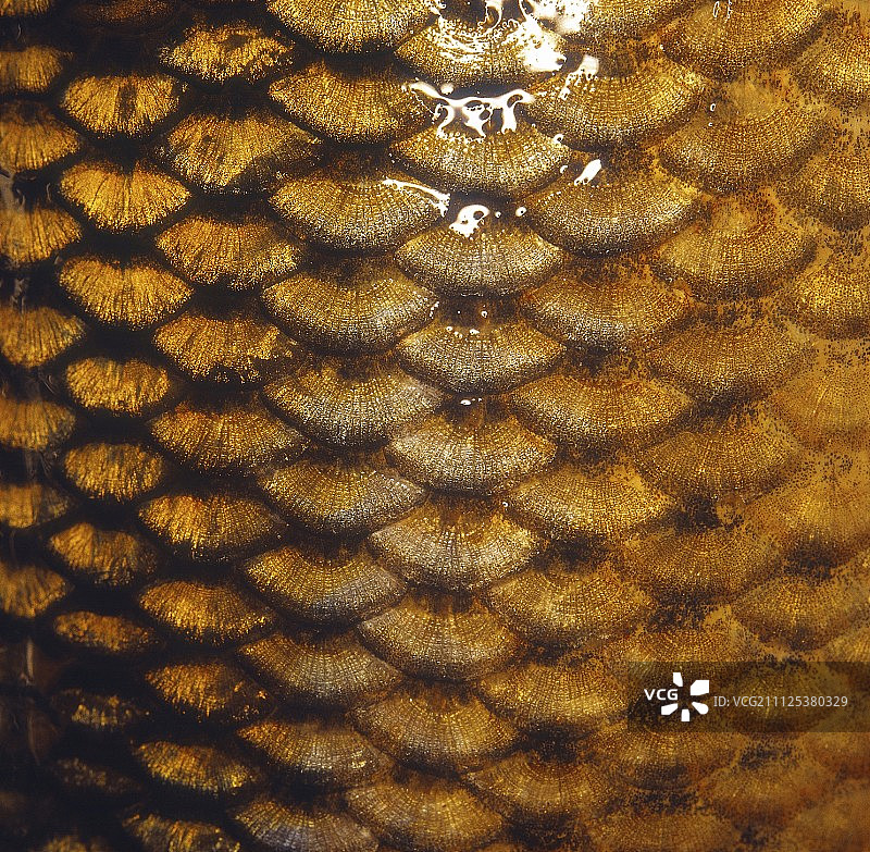 鲤鱼鳞片特写图片素材