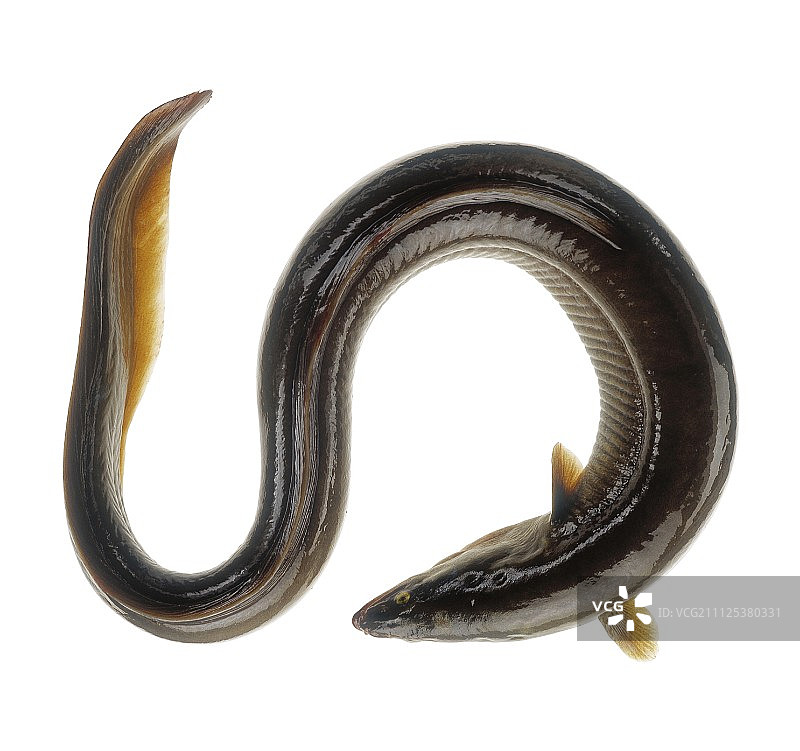 康吉鳗图片素材