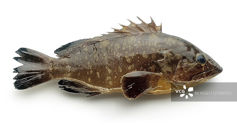 石斑鱼图片素材