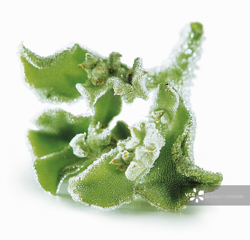 冰叶日中花叶子图片素材