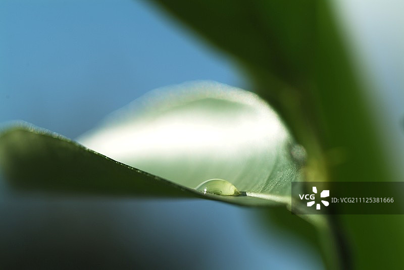 柠檬叶图片素材