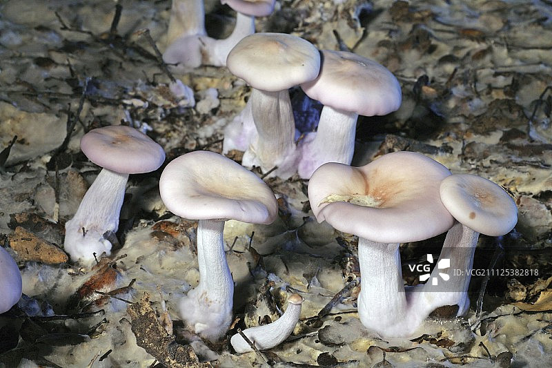 紫丁香蘑菇图片素材