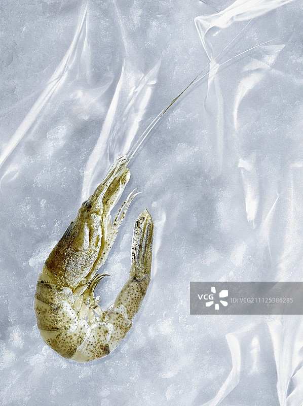 冰冻灰色虾图片素材