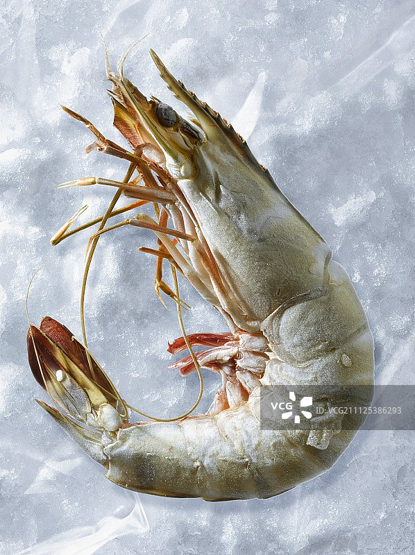 冷冻虾图片素材