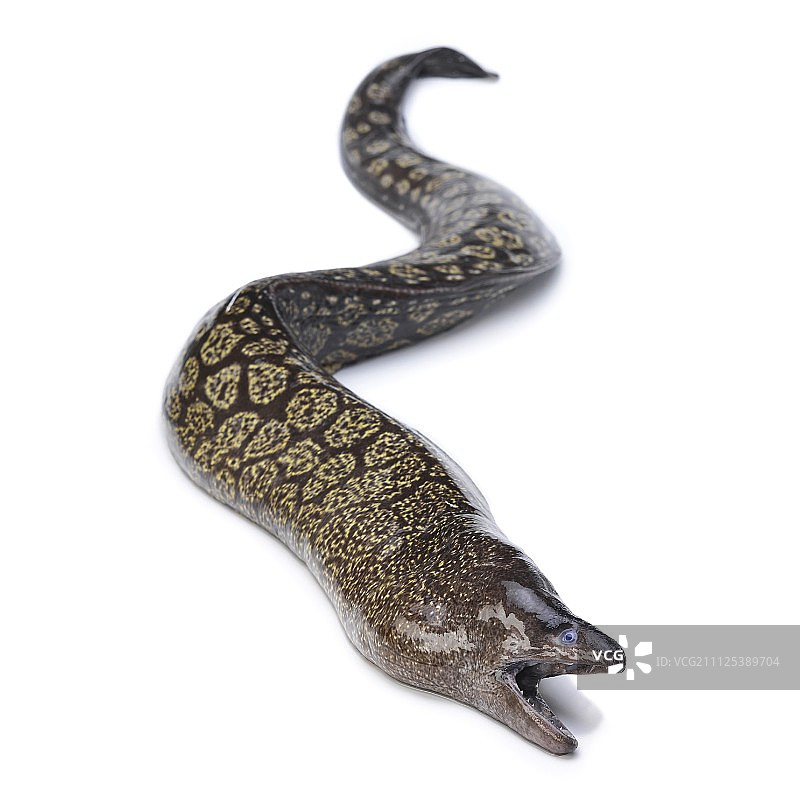 生鳗鱼图片素材