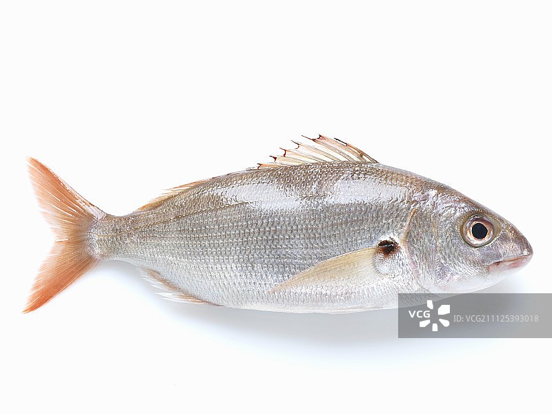 鲷鱼图片素材