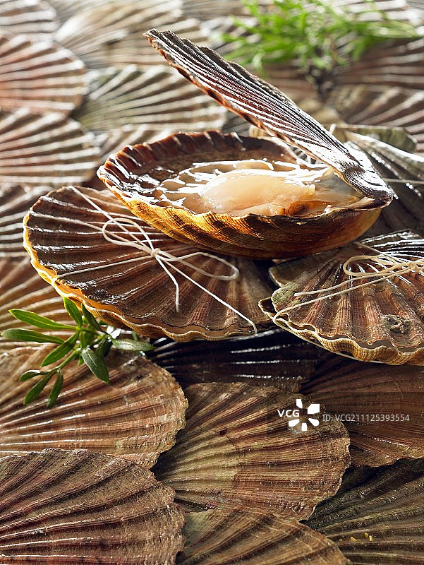 带壳扇贝图片素材