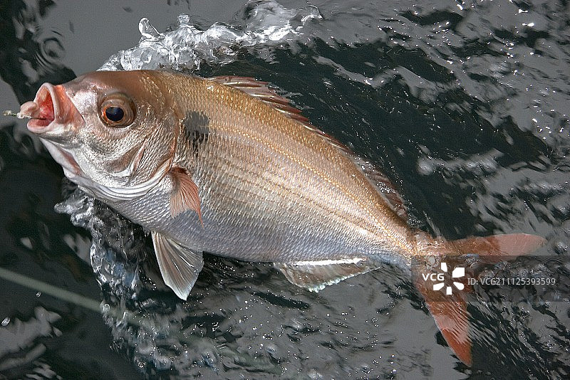 新鲜鲷鱼图片素材
