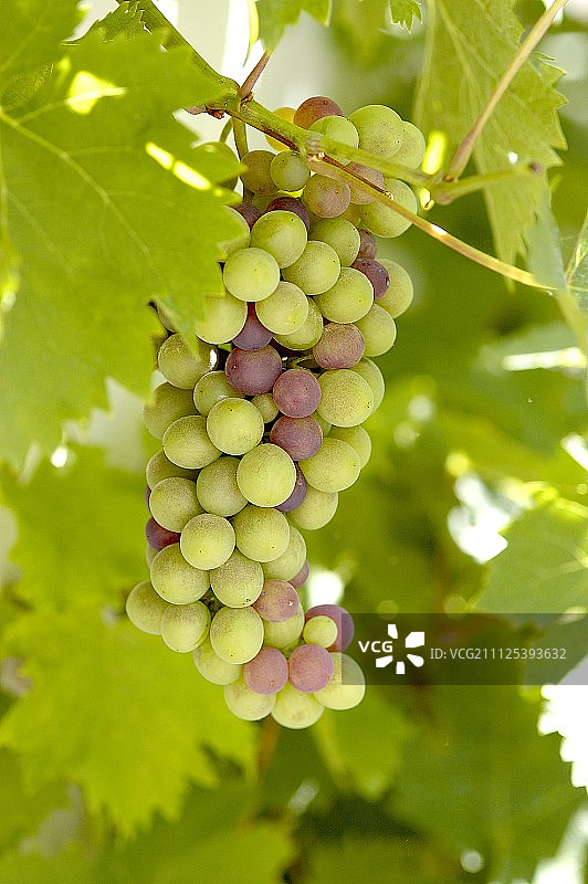 串葡萄图片素材