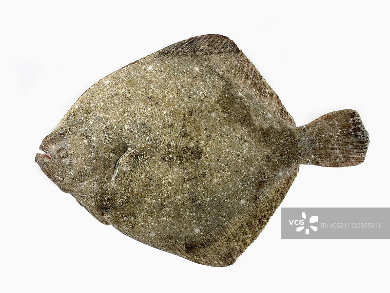 大菱鲆图片素材