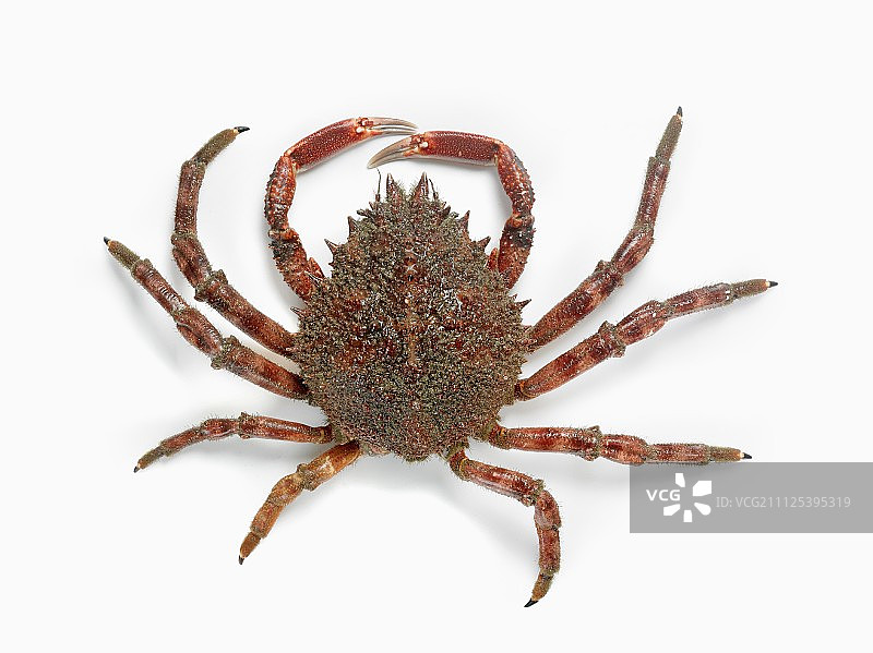 蜘蛛蟹图片素材