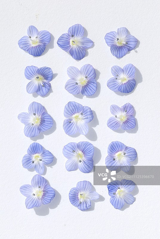 紫色组合图片素材