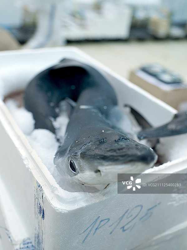 完整的鲜鲨鱼图片素材