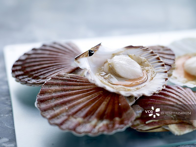 生扇贝图片素材