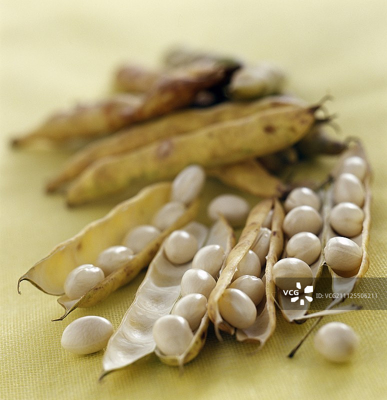 潘波尔干白可可豆图片素材