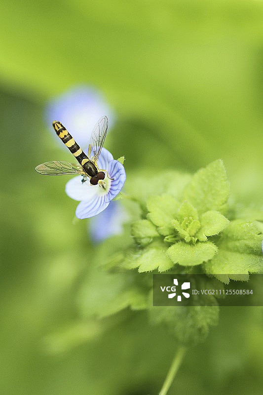 昆虫采集花蜜图片素材