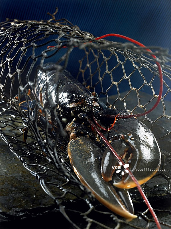 布列塔尼龙虾图片素材