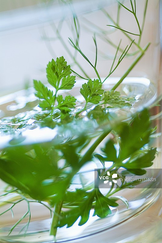 草本植物图片素材