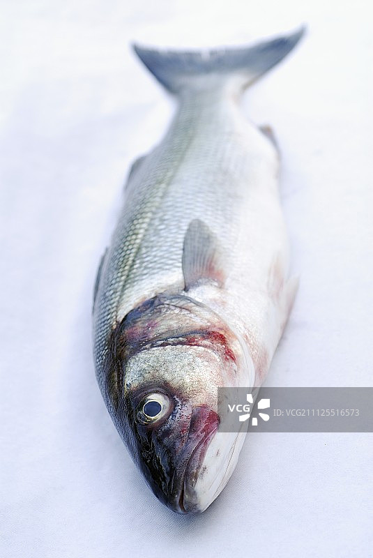 低音贝斯图片素材