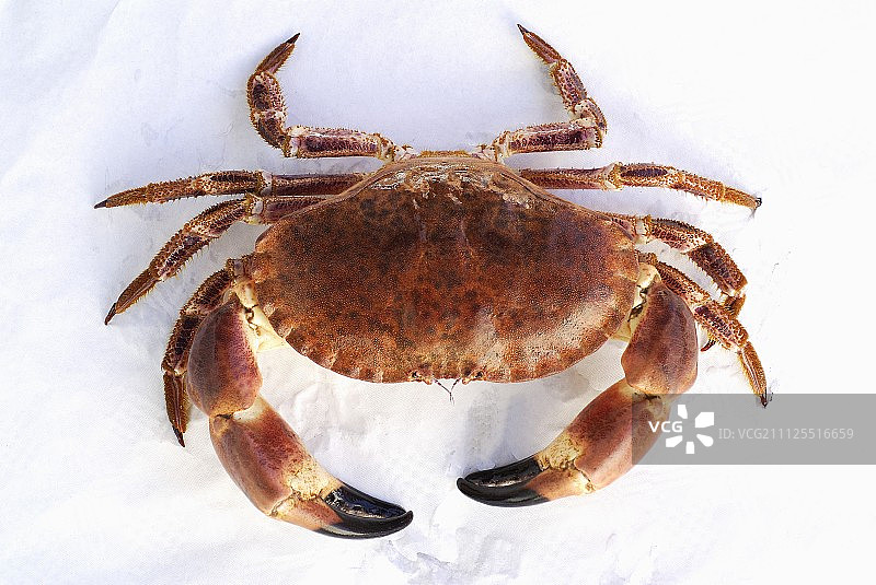 食用螃蟹图片素材