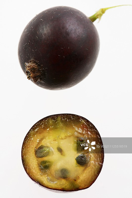 黑加仑图片素材