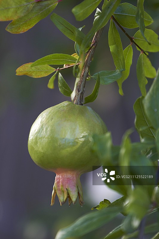 树上的石榴图片素材