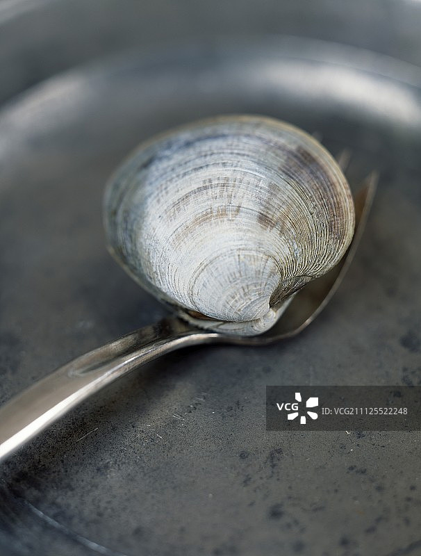 叉子上的地毯贝图片素材