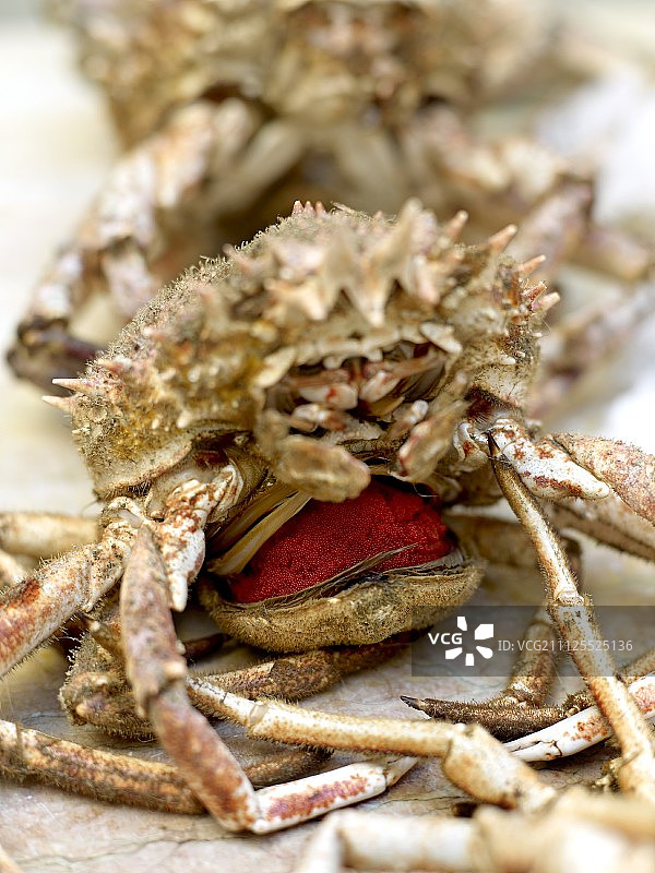 海蜘蛛图片素材