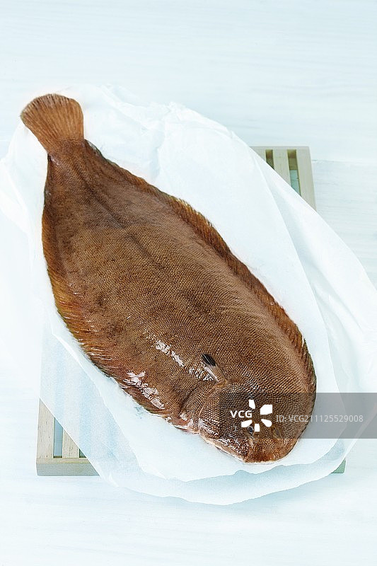 鳎目鱼图片素材