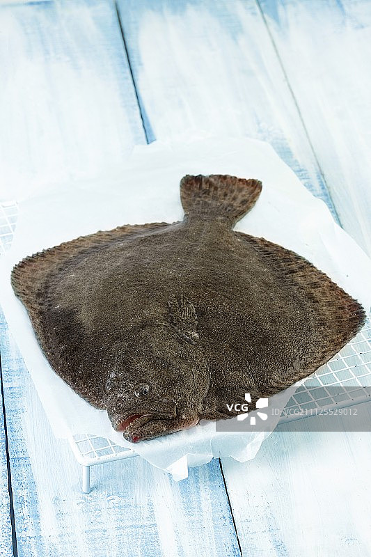 大菱鲆图片素材