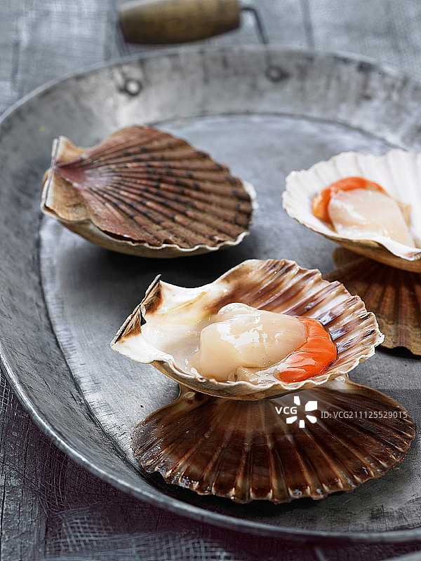 扇贝图片素材