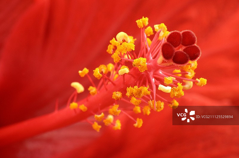红色芙蓉花（细节）图片素材