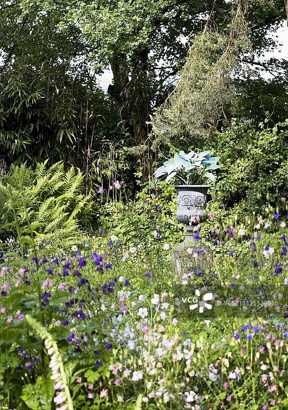 野花园中各种颜色的耧斗菜图片素材