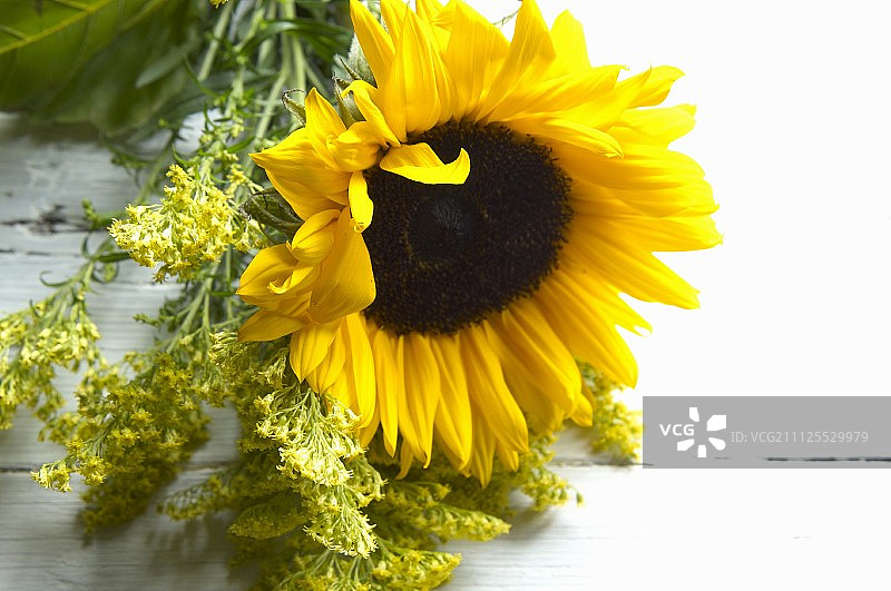 向日葵和金黄色的植物图片素材