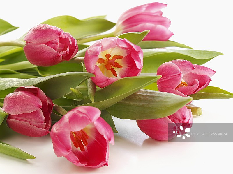 粉色郁金香图片素材