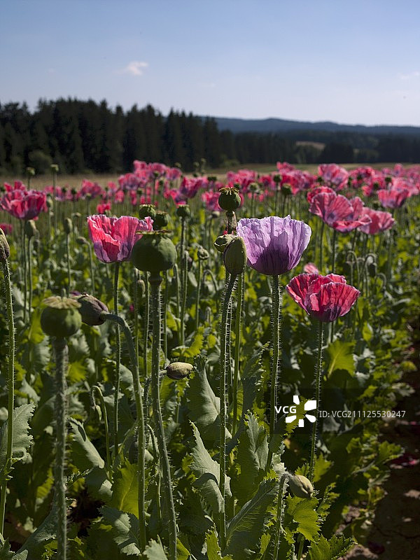 罂粟花田图片素材