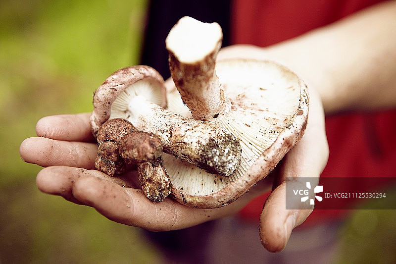 男人拿着紫丁香蘑菇图片素材