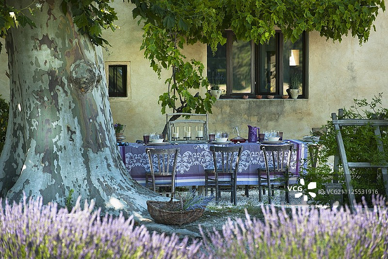 雄伟的悬铃木下，浪漫、阴凉的座位区，前景是开花的薰衣草图片素材