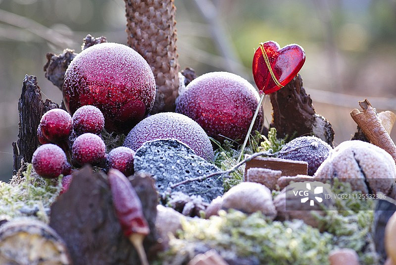 冬季花园摆设中覆盖着白霜的红色装饰球，摆设有干柠檬、肉桂、冷杉球果、核桃和带有红色玻璃心的苔藓图片素材