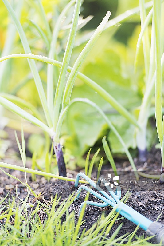 洋葱地土壤中的小园艺爪图片素材