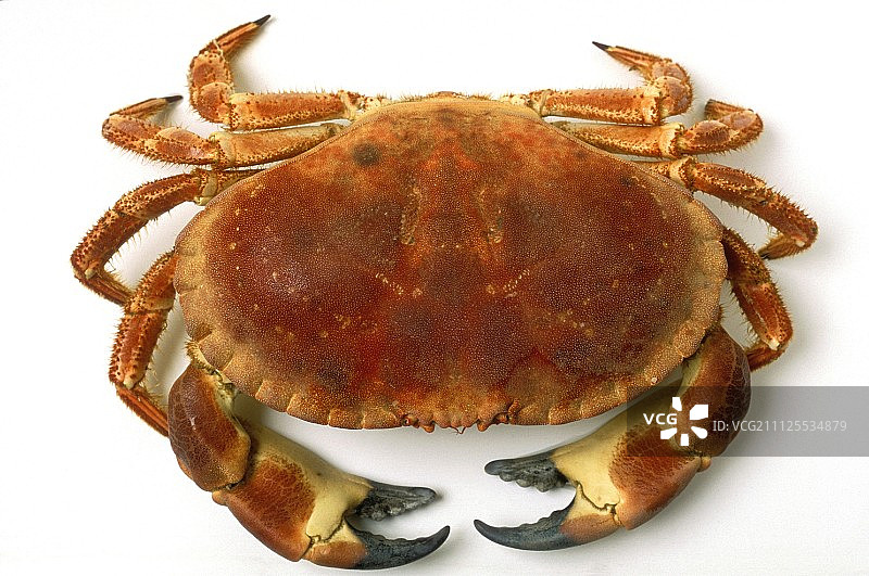 蟹图片素材