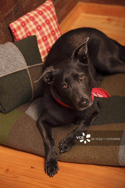 黑狗在木屋内的拼布毯和靠垫旁图片素材