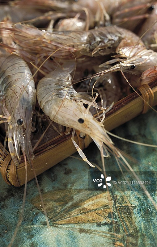 常见对虾图片素材